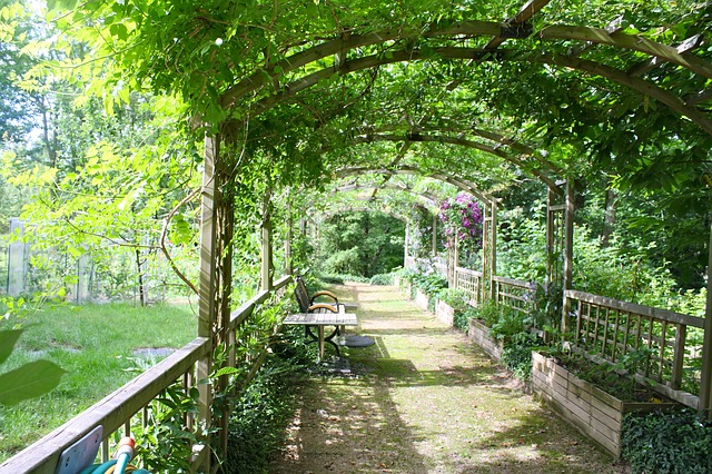 porostlá pergola